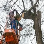 Brookhaven Tree Service Co.